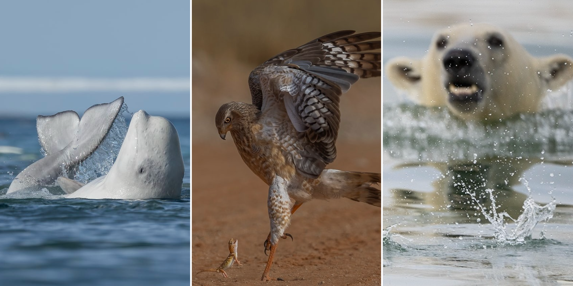 Удивлённая сова и спаривающиеся лангуры: 16 финалистов Wildlife Photographer of the Year 2024