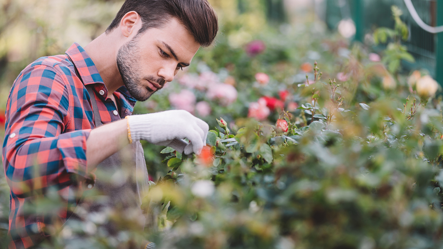 New Phytologist: цветы эволюционируют в сторону самоопыления