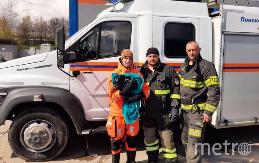 В Ленобласти спасли еще одного нерпенка